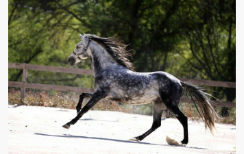 priam